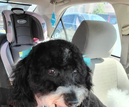 Banfield Pet Hospital