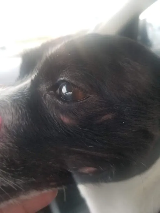 Banfield Pet Hospital Picture 2