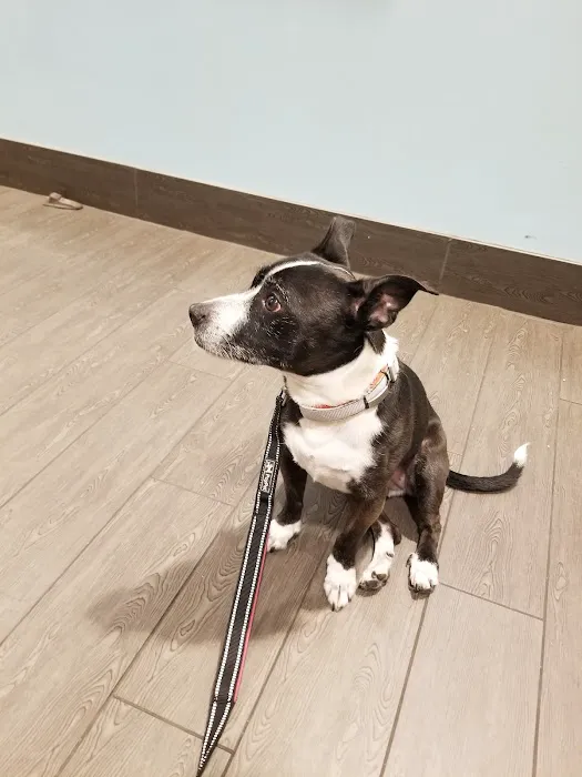 Banfield Pet Hospital Picture 5