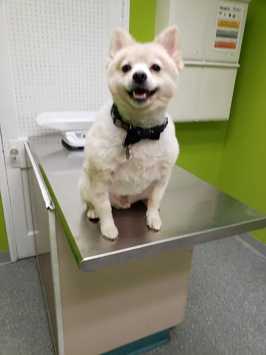 Green Paws Veterinary Care Picture 1