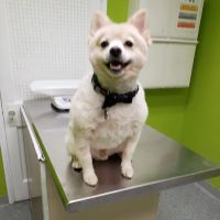 Green Paws Veterinary Care ico