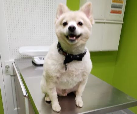 Green Paws Veterinary Care