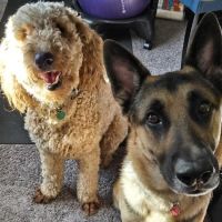 Suburban Animal Hospital ico