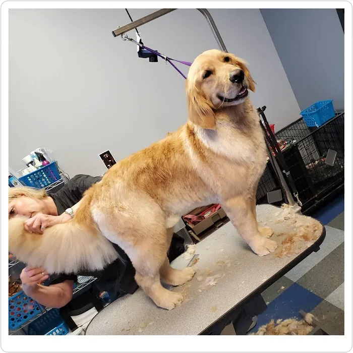 Companion Animal Hospital Oak Park Picture 6