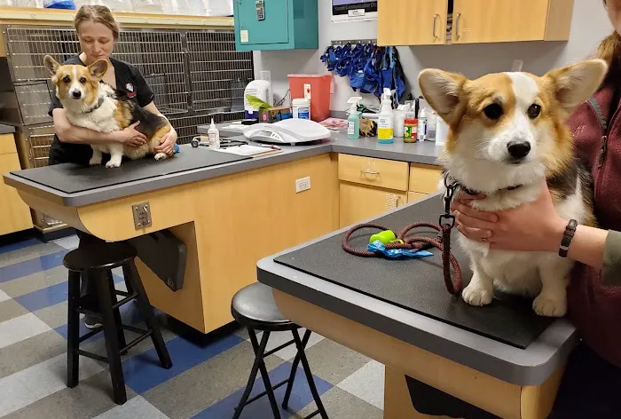 Companion Animal Hospital Oak Park Picture 1
