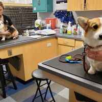 Companion Animal Hospital Oak Park ico
