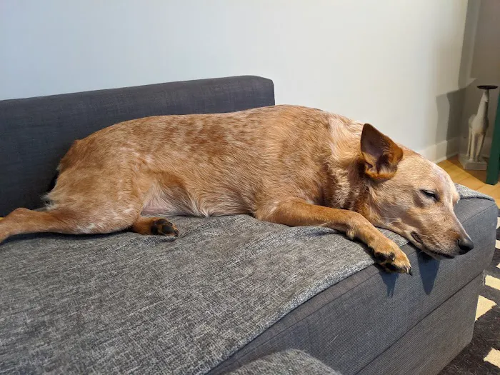 Duke Animal Hospital Picture 6