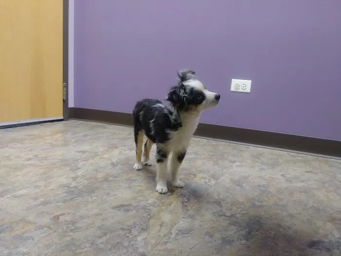 Duke Animal Hospital Picture 3