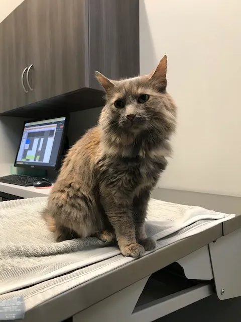 Wagnolia Veterinary Clinic Picture 4