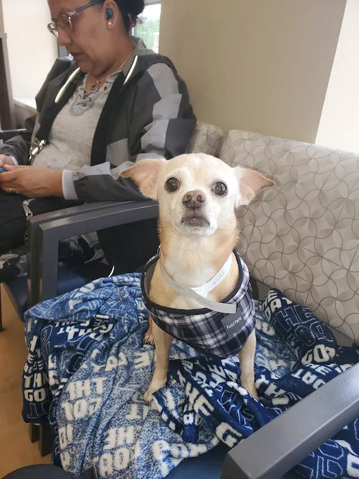 Chicago Veterinary Emergency Center and Specialty Care Picture 6