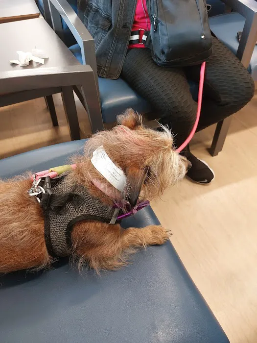 Chicago Veterinary Emergency Center and Specialty Care Picture 8