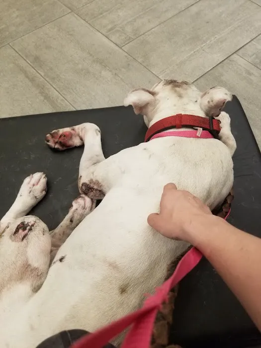 Chicago Veterinary Emergency Center and Specialty Care Picture 1
