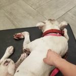 Chicago Veterinary Emergency Center and Specialty Care
