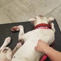 Chicago Veterinary Emergency Center and Specialty Care ico