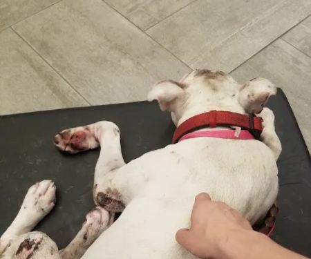 Chicago Veterinary Emergency Center and Specialty Care