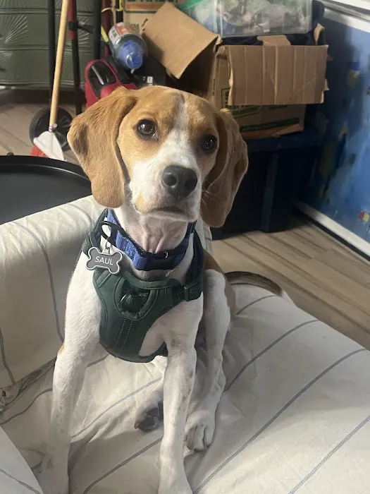 Chicago Veterinary Emergency Center and Specialty Care Picture 10