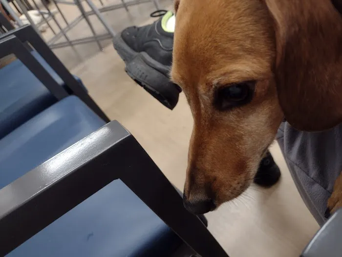 Chicago Veterinary Emergency Center and Specialty Care Picture 2