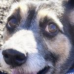 Eye Care for Animals - Chicago