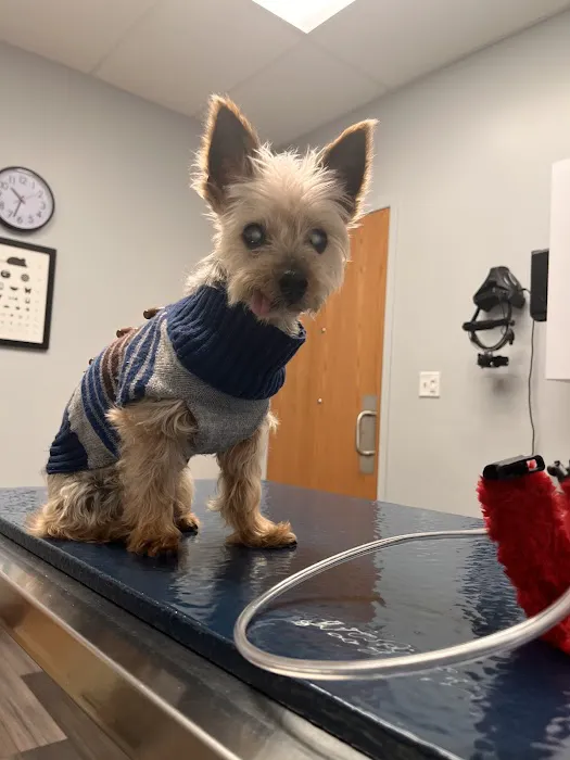 Eye Care for Animals - Chicago Picture 3