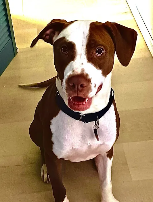 Sploot Veterinary Care - Roscoe Village Picture 9