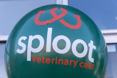 Sploot Veterinary Care - Roscoe Village Picture 4