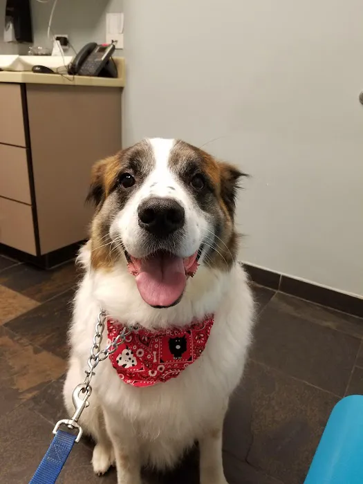 Heal Veterinary Clinic Picture 1