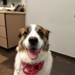 Heal Veterinary Clinic