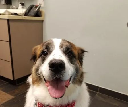 Heal Veterinary Clinic