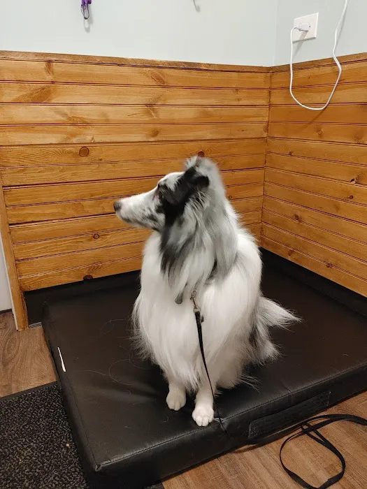 The Royal Treatment Veterinary Center Picture 2