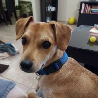 Montana Animal Clinic ico