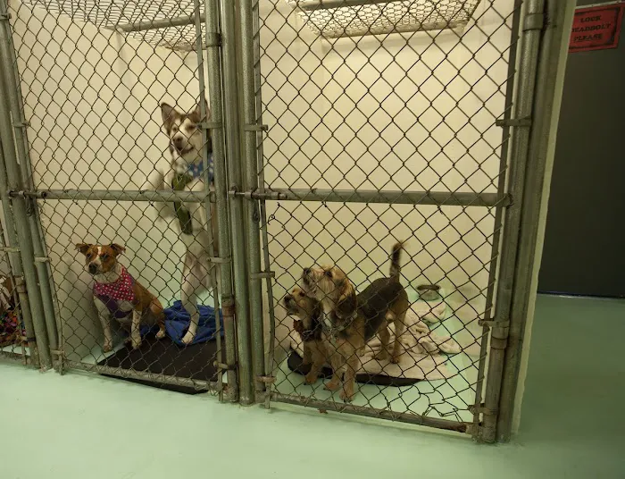 Desert East Animal Hospital Picture 1