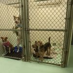 Desert East Animal Hospital