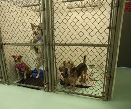 Desert East Animal Hospital