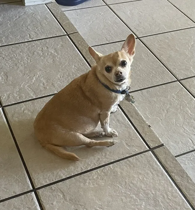 Desert East Animal Hospital Picture 5