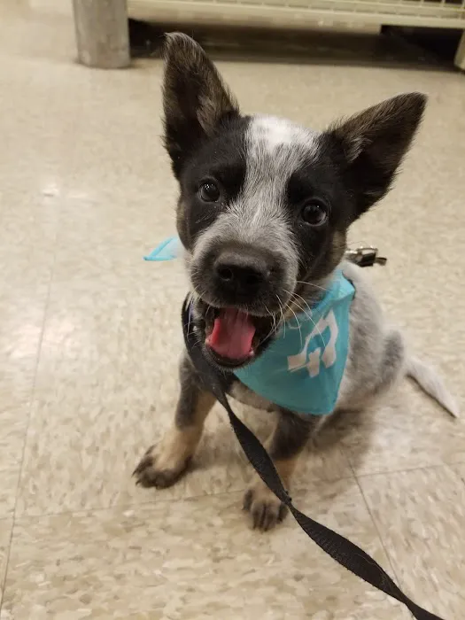 Banfield Pet Hospital Picture 3