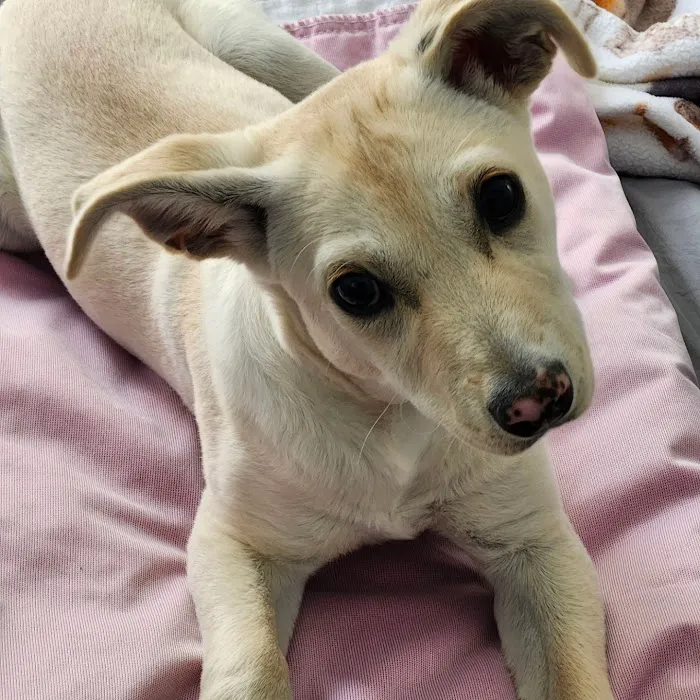 Banfield Pet Hospital Picture 8