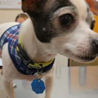 Banfield Pet Hospital ico