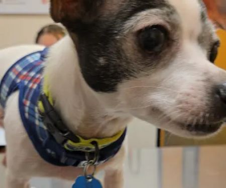 Banfield Pet Hospital