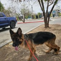 Far East Animal Care Center ico