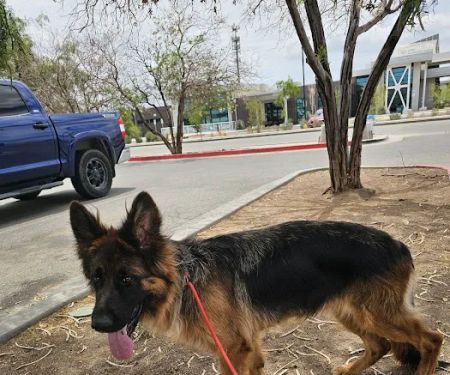 Far East Animal Care Center