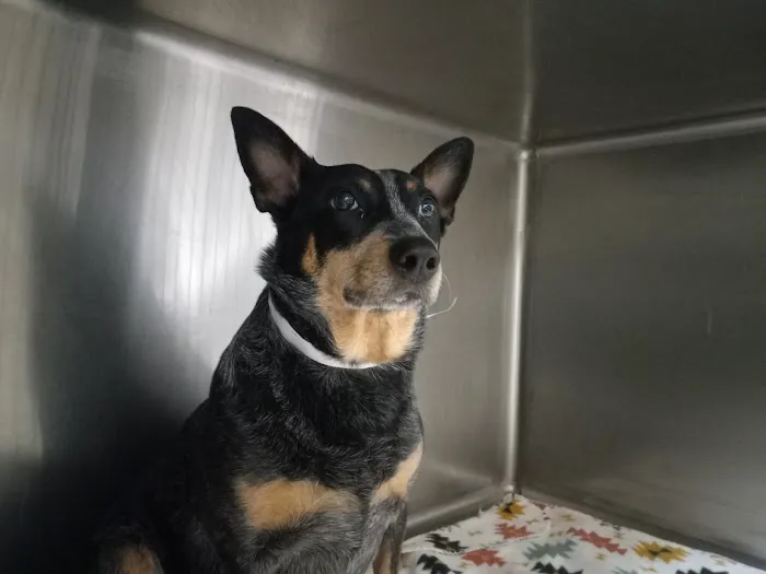 Far East Animal Care Center Picture 2
