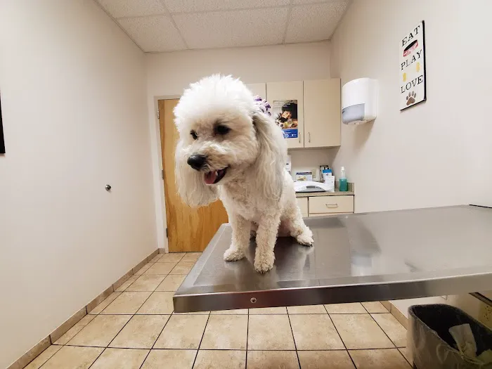 Far East Animal Care Center Picture 4