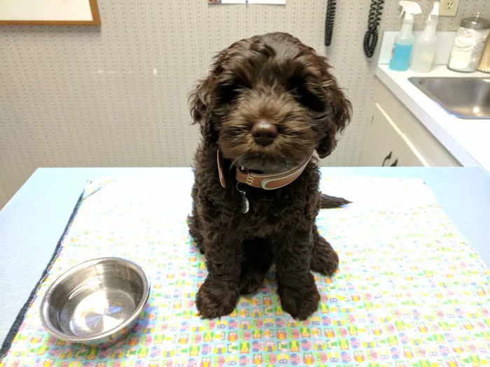 Allpet Veterinary Clinic Picture 3