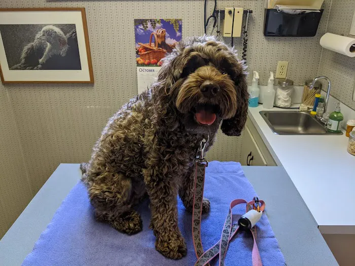 Allpet Veterinary Clinic Picture 2
