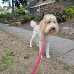 Animal Surgical & Orthopedic Center