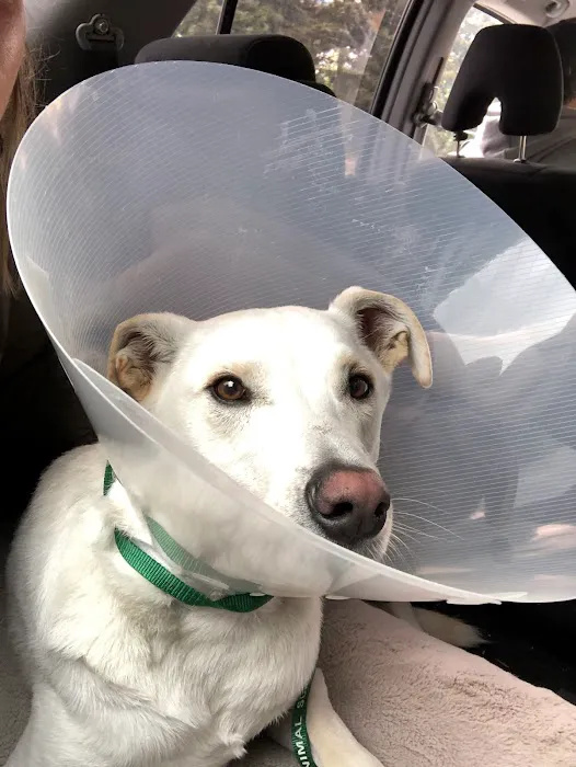 Animal Surgical & Orthopedic Center Picture 10