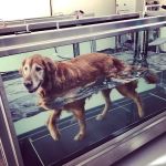 Sound Veterinary Rehabilitation Center