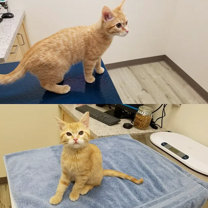 Cascade Pet Hospital Picture 2