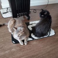 Cascade Pet Hospital ico