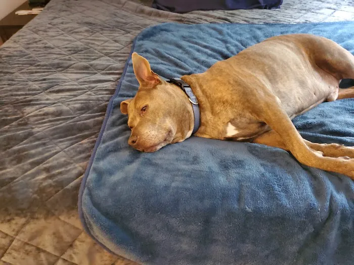 Cascade Pet Hospital Picture 5
